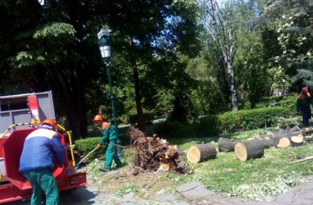 Огромно дърво падна в Дондуковата градина в Пловдив, няма пострадали