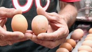 Производителите продават яйцата под себестойността им