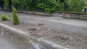 Злосторници посегнаха на новопосадените храсти в Свищов