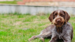 Мъж уби домашно куче с ловната си пушка