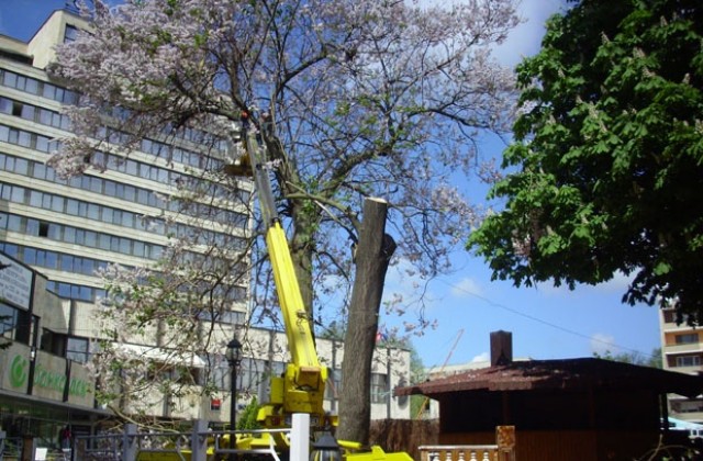 Окастриха дървета в центъра на Добрич, общината разрешила