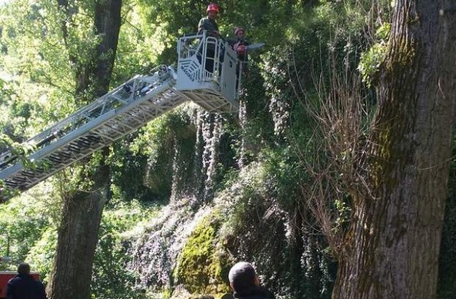 Окастриха опасните дървета на алеята „Баш бунар в Ловеч