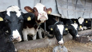 Започват ваксинация по животните срещу заразата