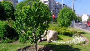 3 милиона цветя в Пловдив през тази година