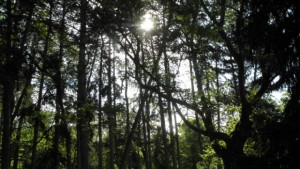 Времето на 29 април Отново започват валежи