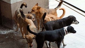 Замкмет критикува защитници на животните заради бездомните кучета