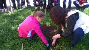 Засадиха 100 дървета в Самораново