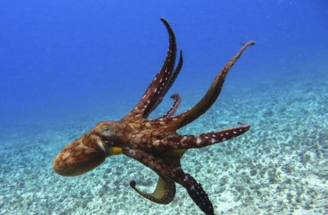 Находчив октопод се търкаля по океанското дъно в черупка от кокосов орех