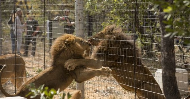 Публикуваните неотдавна снимки на два кенийски лъва които мнозина изтълкуваха