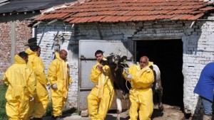 Откриха огнища на заразен нодуларен дерматит в Смолянско