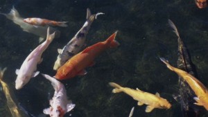 Австралия планира да заразява шараните с херпес