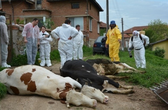 Умъртвяват стадата от огнищата на заразния дерматит в Смолянско