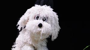 Кучето което не знаеше да лае