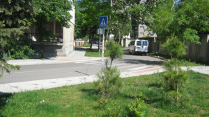 Изсъхнаха дърветата засадени по Зелена градска среда в Дупница