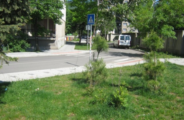 Изсъхнаха дърветата засадени по Зелена градска среда в Дупница