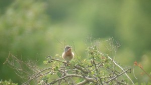 Нов вид птица се засели във Врачанския балкан