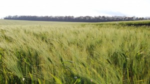 Стойността на земеделската земя в Шуменско се е увеличила до