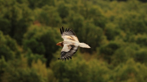 Времето на 11 май Идват и слънчеви часове
