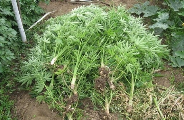 Полицията откри 9 растения канабис в с. Черепово