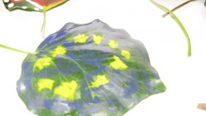 Българското и европейското знаме върху бръшлян