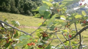 Времето до края на месец май