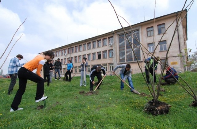 Садят 140 фиданки по Ботевата алея