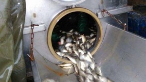 2680 кг шаран амур и толстолоб хвърлиха в язовир Горни