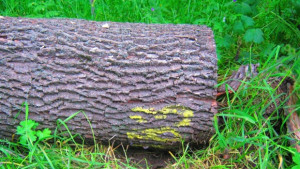 Част от унищожените дървета в Бедечка са паспортизирани