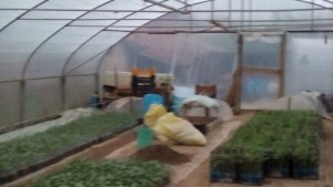 От Болярово е първата група производители на зеленчуци