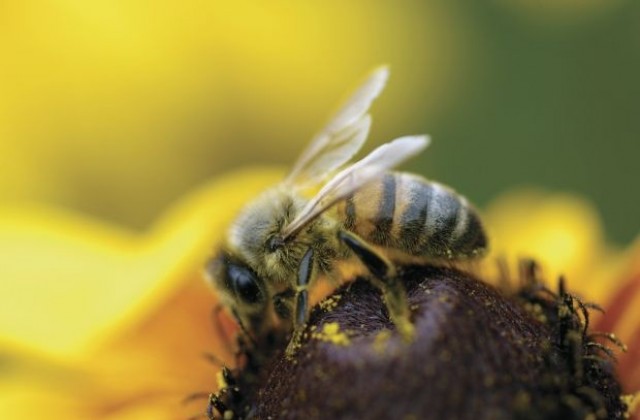 Близо половината пчели в САЩ измрели само за година