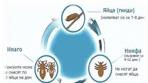РЗИ към родителите Проверявайте децата си за въшки