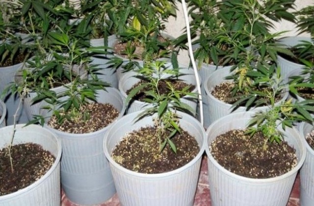 12 растения канабис иззе полицията в Харманли