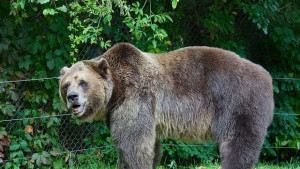 Мечка загинала на електрически стълб отива в музея