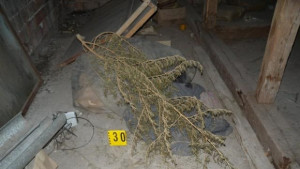 Спипаха свищовлия с наркотични вещества акцизни стоки и боеприпаси