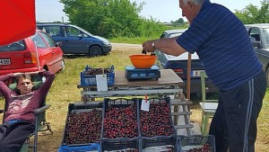 Между 5 и 7 лв за килограм череши в с