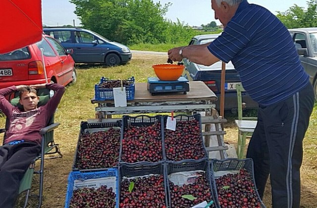 Между 5 и 7 лв. за килограм череши в с. Крепост