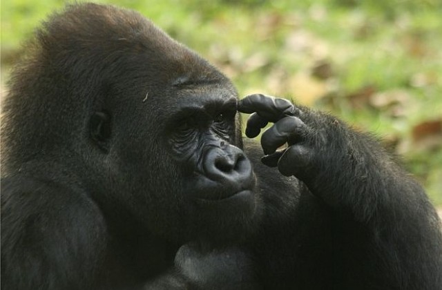 За пръв път установиха лесбийско поведение при горили
