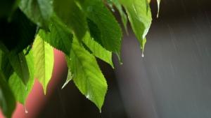 Дъждовете намаляват но става постудено