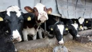 Ваксинират животните в областта срещу нодуларен дерматит