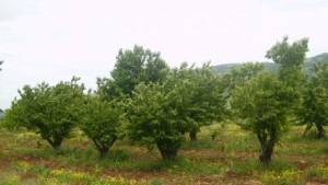 Комисия проверява измръзналите земеделски култури в областта