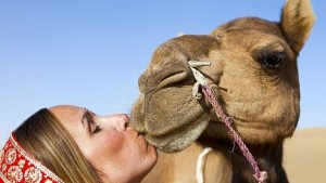 Как човекът опитоми вълка и камилите