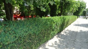 Нов молец нападнал чемширите в Шумен