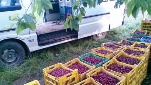 Компенсация от 14 44 евро на 100 кг за череши