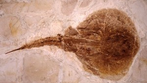 Открити фосили разпалиха дебата за произхода на живота на Земята