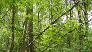 160 000 фиданки бяха залесени на площ от 526 декара