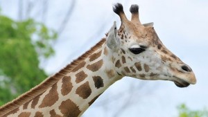 Защо жирафът е толкова висок