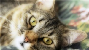 Откриха предшественика на съблезъбите котки