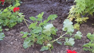 Вандали посегнаха на цветната градинка пред сградата на Община Г