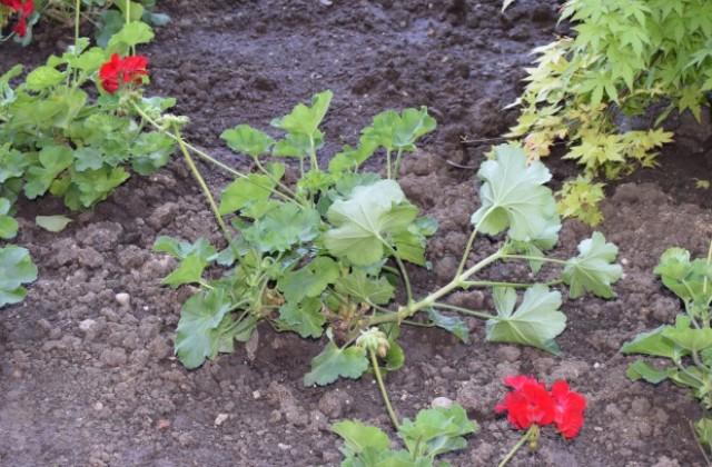 Вандали посегнаха на цветната градинка пред сградата на Община Г. Оряховица