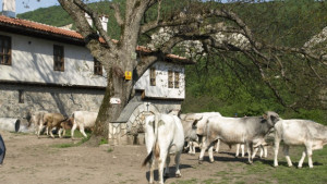Нови огнища на нодуларен дерматит
